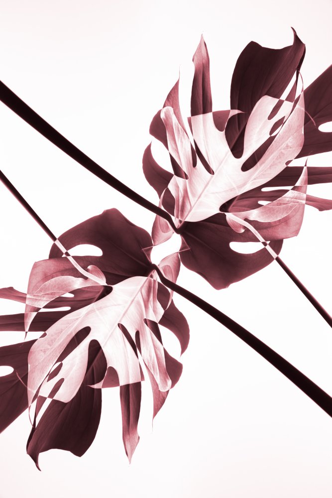 Abstract Botanical Reflection — artwork by Pictufy Studio III