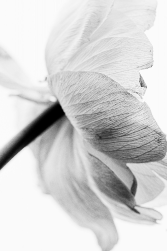 Blooming Flower — artwork by Magda Izzard