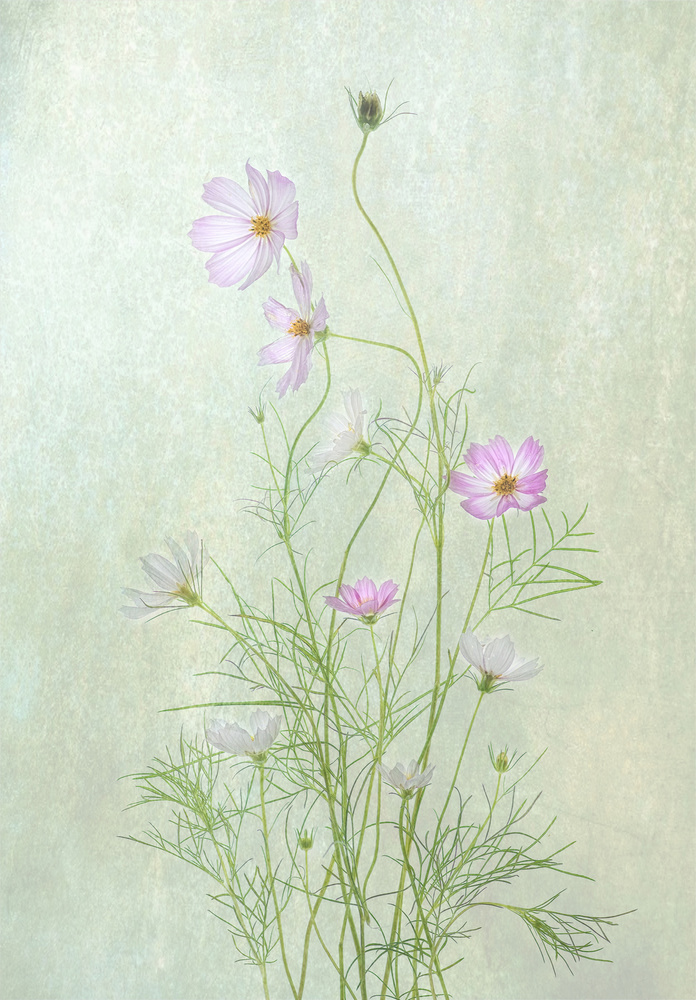 Delicate Cosmos Blooms — artwork by Catherine Wang