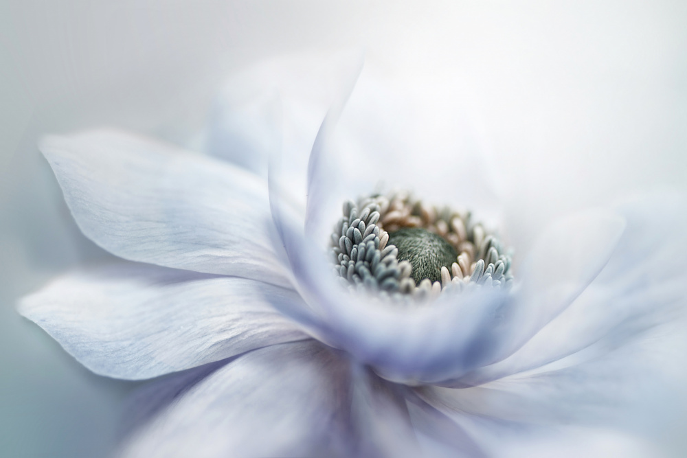 Delicate White Bloom — artwork by Jacky Parker