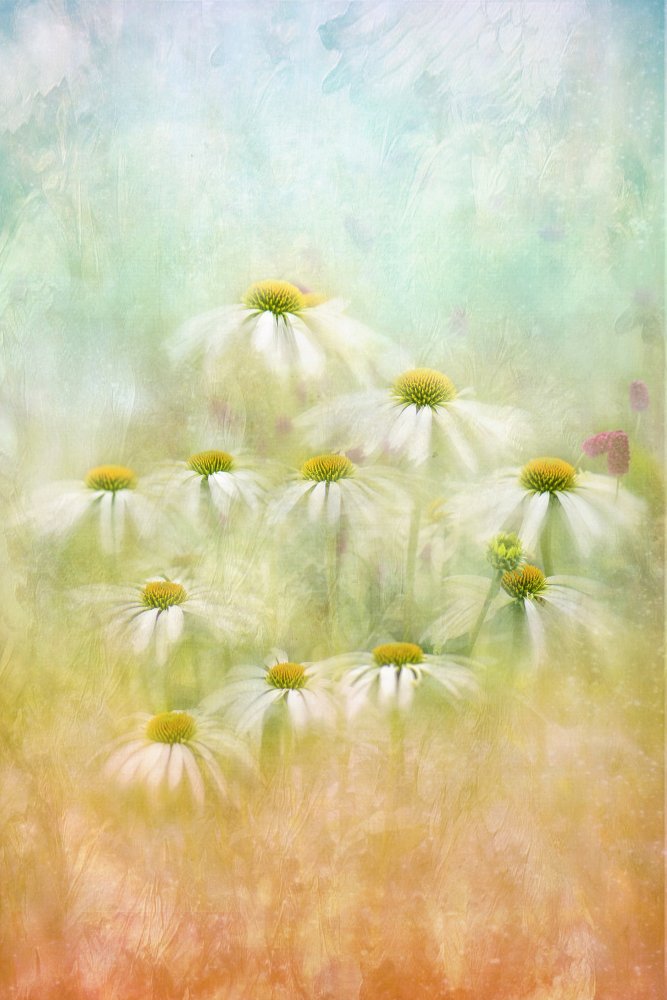 Dreamy Daisy Field — artwork by Jacky Parker