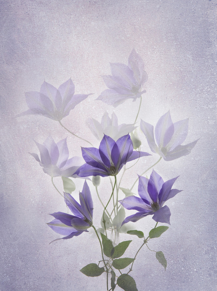 Dreamy Lavender Clematis — artwork by Binbin L.