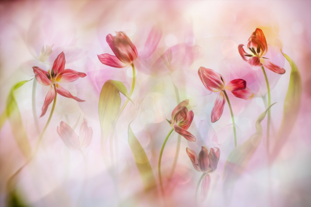 Dreamy Pastel Tulips — artwork by Hilda van der Lee