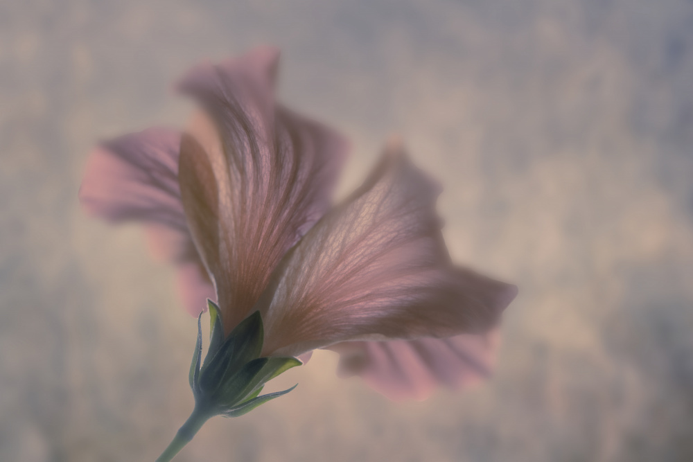 Dreamy Pink Bloom — artwork by Clear Water