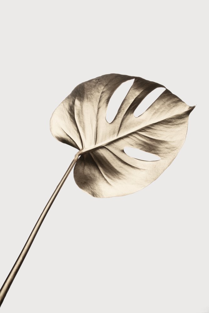 Elegant Monstera Leaf — artwork by Pictufy Studio III
