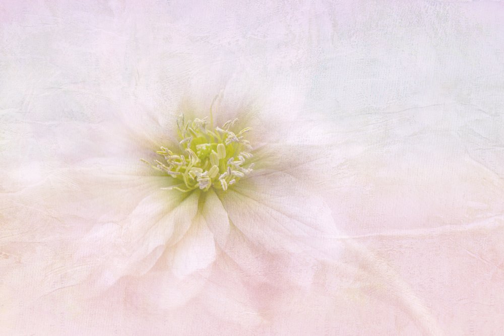 Elegant Pastel Bloom — artwork by Jacky Parker