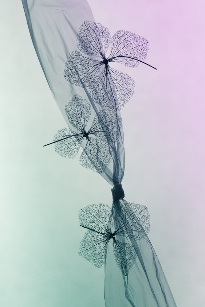 Ethereal Botanical Flow — artwork by Shihya Kowatari