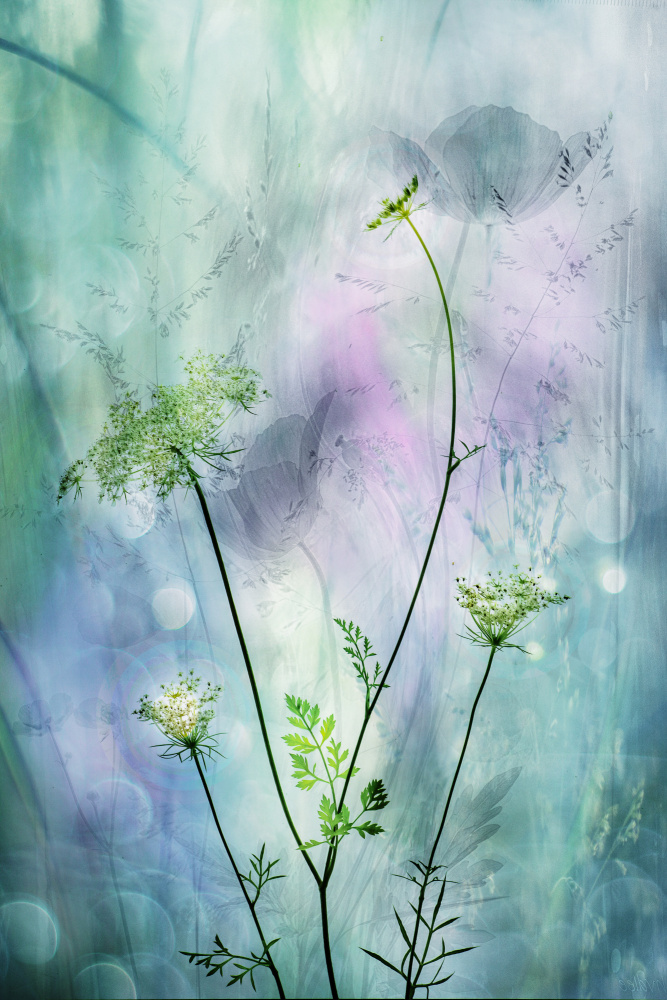 Ethereal Wild Blooms — artwork by Hilda van der Lee