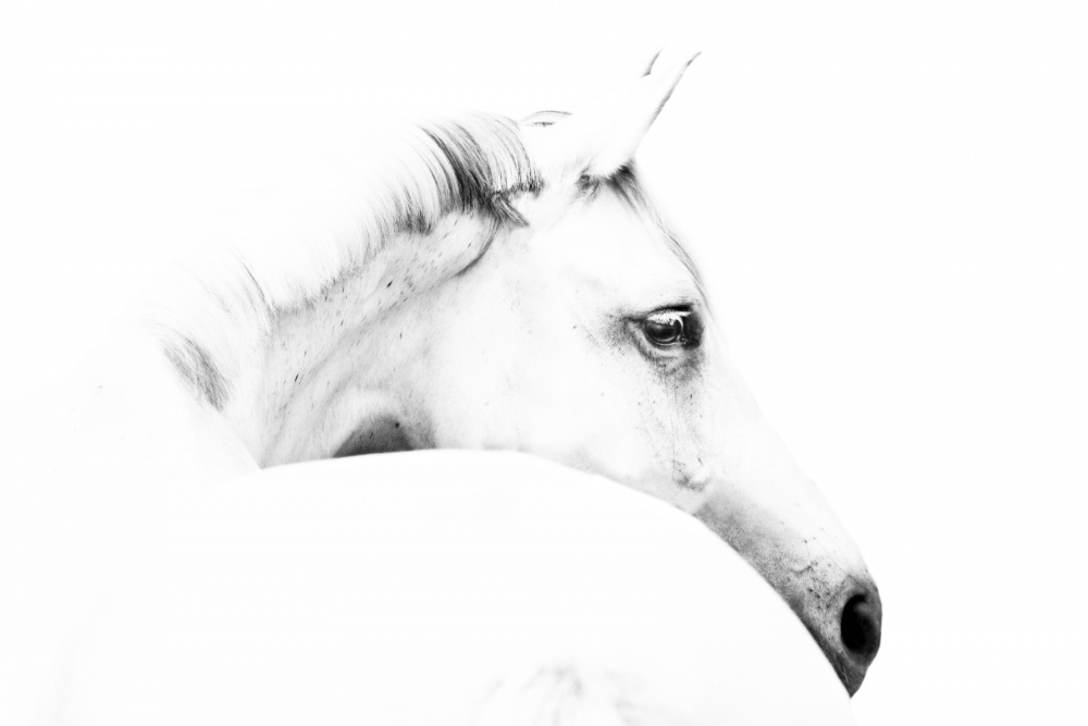 horse and minimalism — artwork by Ulrike Leinemann