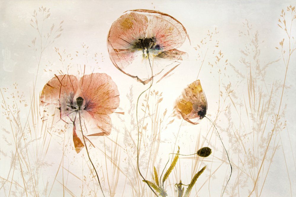 Light and soft — artwork by Nel Talen