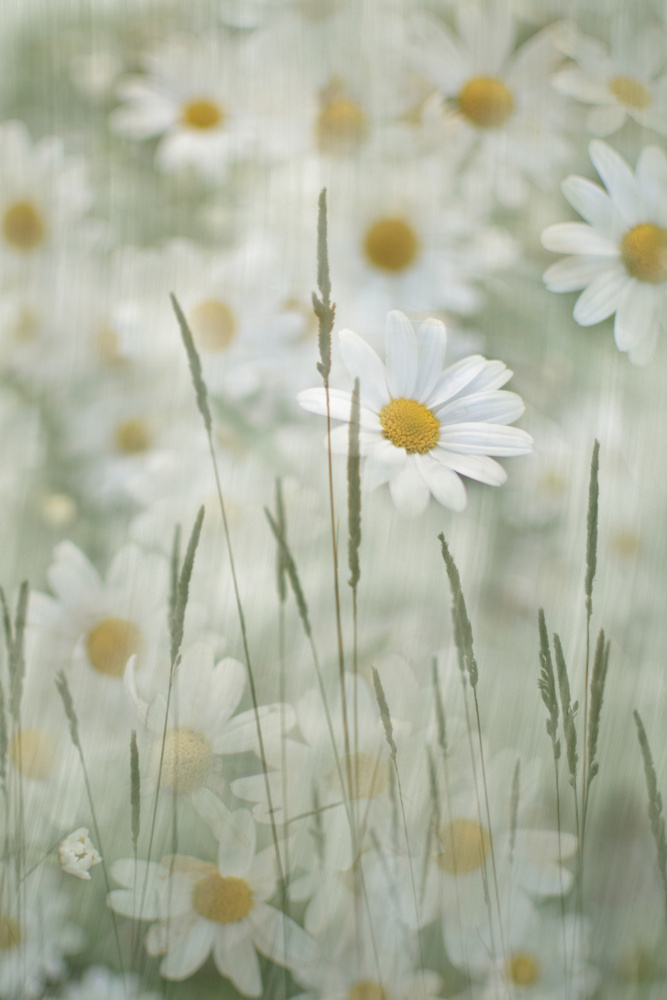 Midsummer meadow — artwork by Christina Sillen