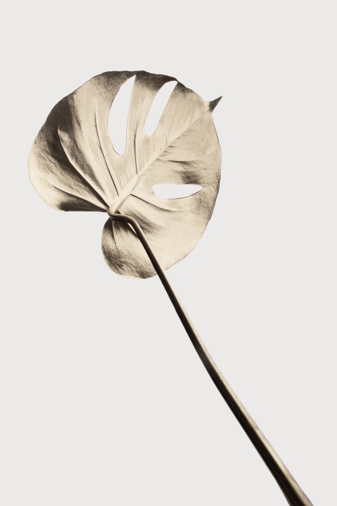 Minimal Monstera Leaf — artwork by Pictufy Studio III
