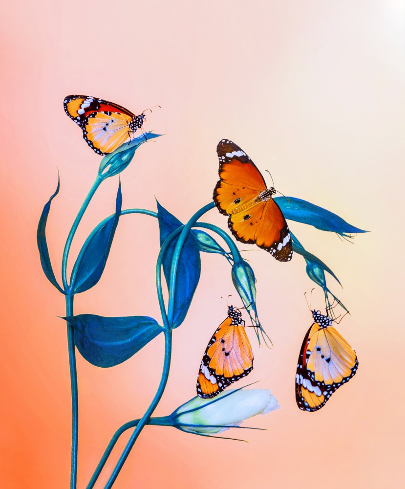Orange Butterflies Blue Blooms — artwork by Mustafa öztürk