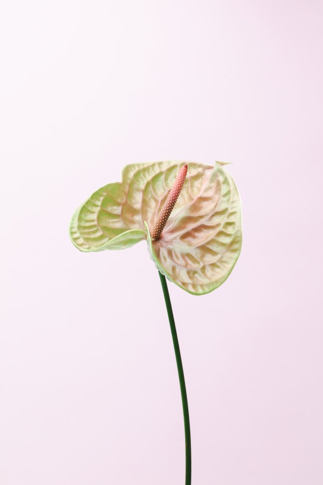 Pastel Anthurium Flower — artwork by Pictufy Studio III