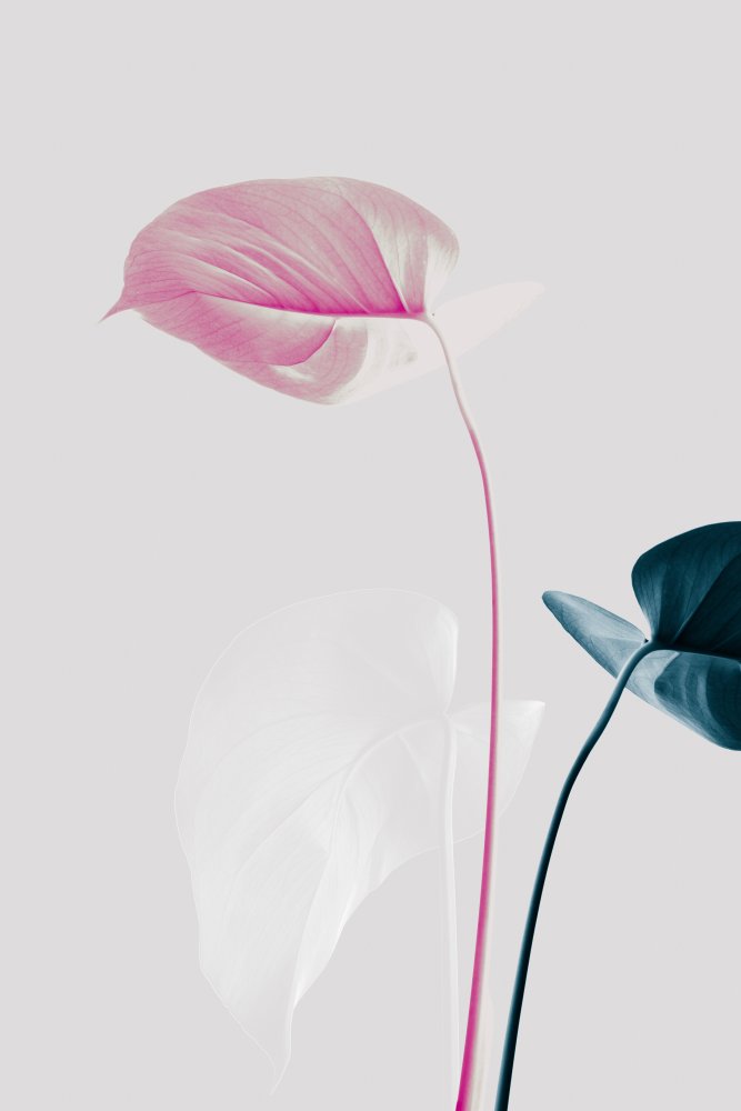 Pink Blue Botanical — artwork by Pictufy Studio III