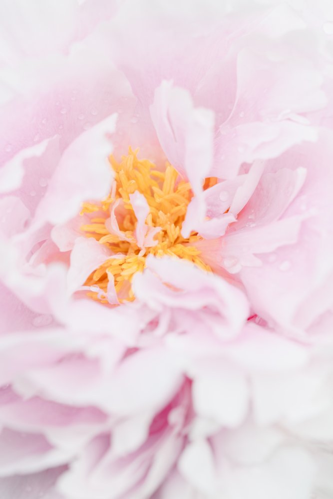 Pink Peony Bloom — artwork by Pictufy Studio III