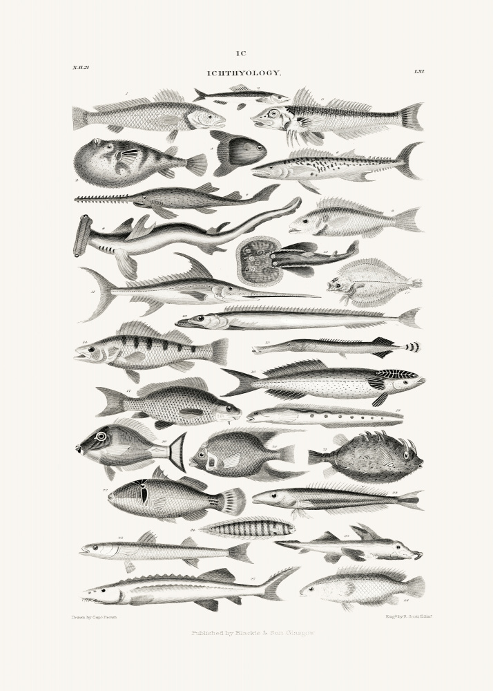 Sealife I — artwork by Pictufy