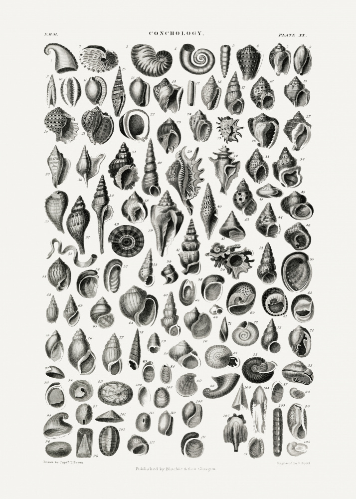 Sealife III — artwork by Pictufy