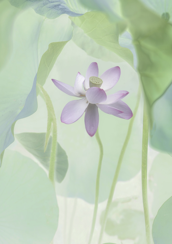 Serene Pink Lotus — artwork by Binbin L.