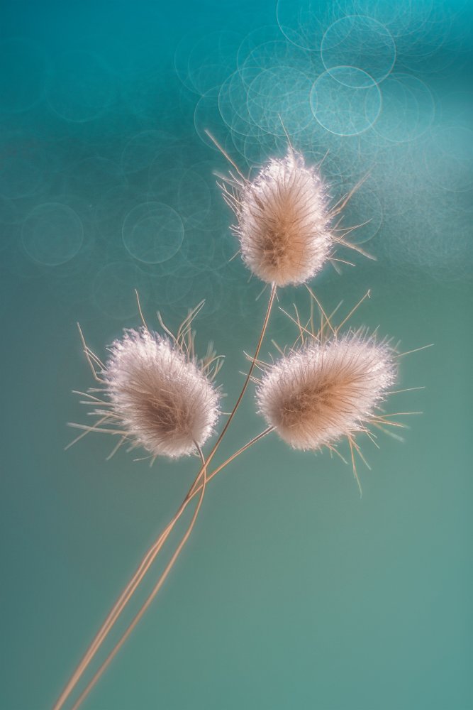 Soft Bunny Tails — artwork by Lydia Jacobs
