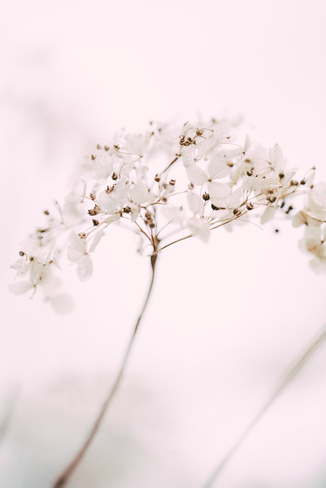 Soft dried flower_pink — artwork by Pictufy Studio III