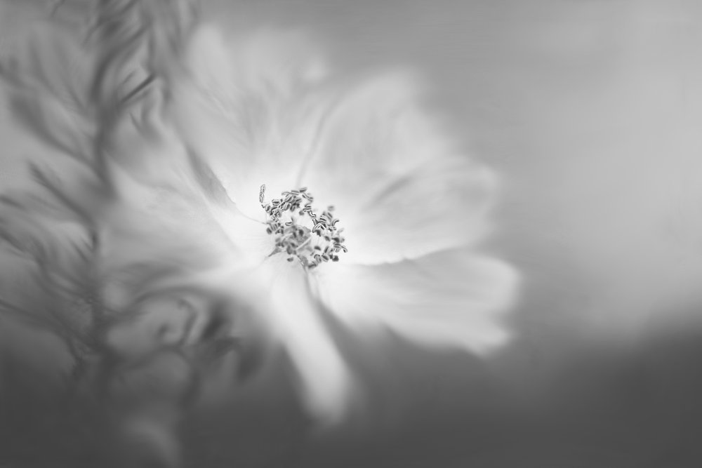 Soft Floral Glow — artwork by Lynn Grant