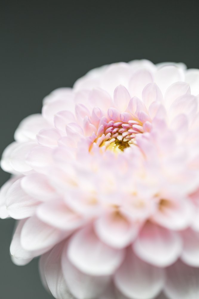 Soft Pink Dahlia — artwork by Pictufy Studio III