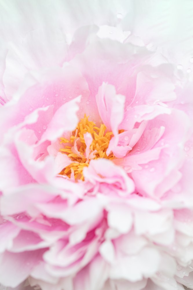 Soft Pink Peony — artwork by Pictufy Studio III
