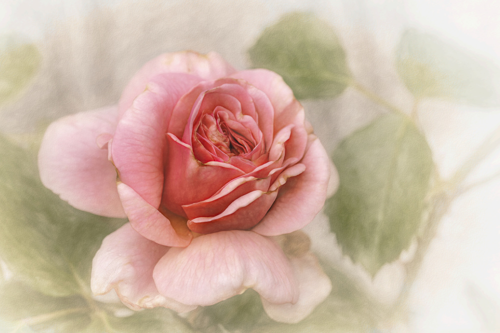Soft Pink Rose — artwork by Gilbert Claes