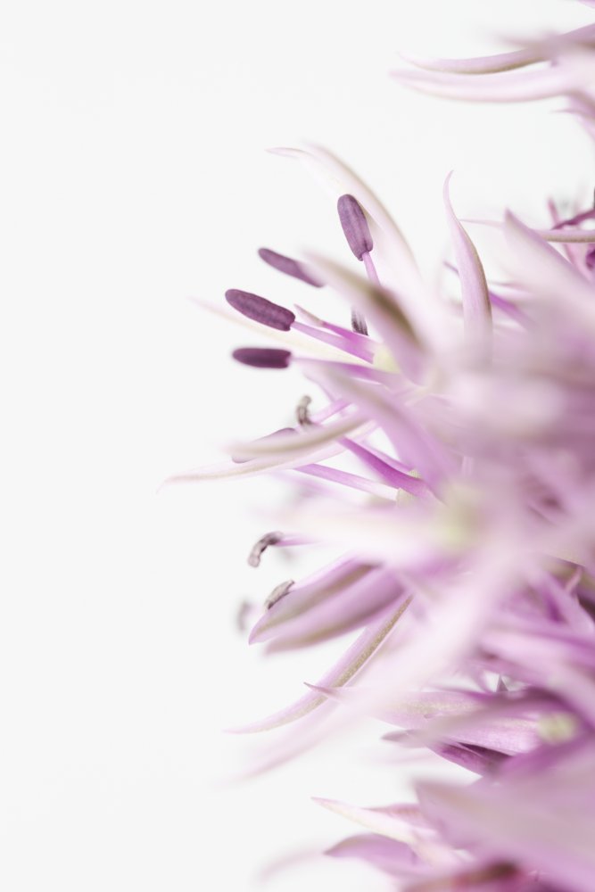 Soft Purple Bloom — artwork by Pictufy Studio III