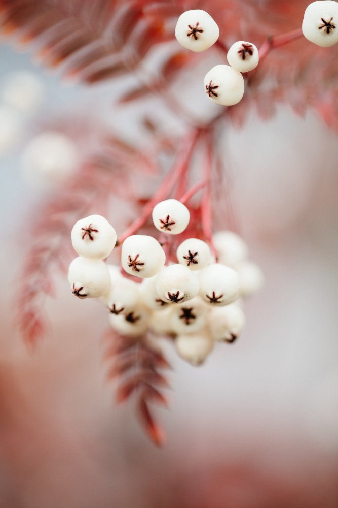 Soft White Berries — artwork by Pictufy Studio III