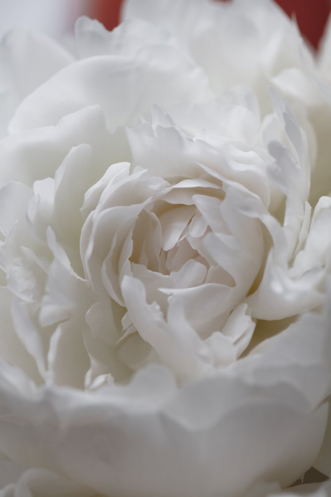 Soft White Peony — artwork by Pictufy Studio III