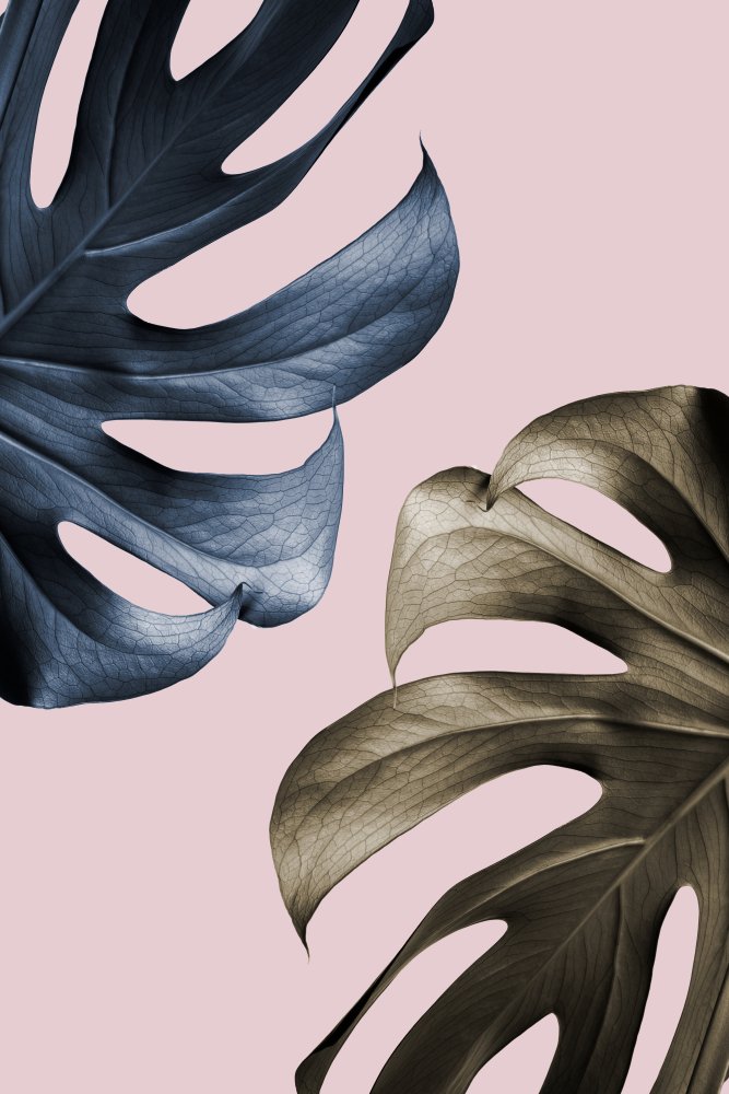 Tropical Leaf Contrast — artwork by Pictufy Studio III