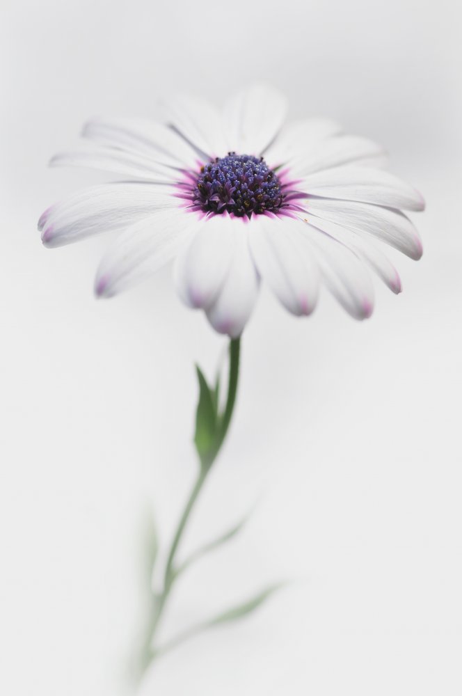 White Daisy Bloom — artwork by Antonio Grambone