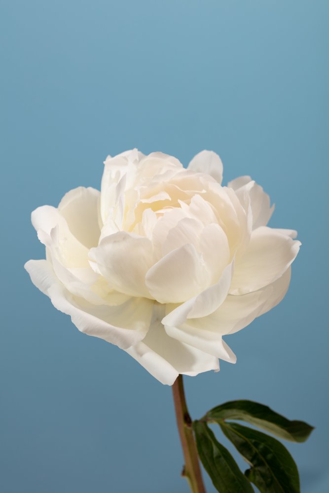 White Peony Bloom — artwork by Pictufy Studio III