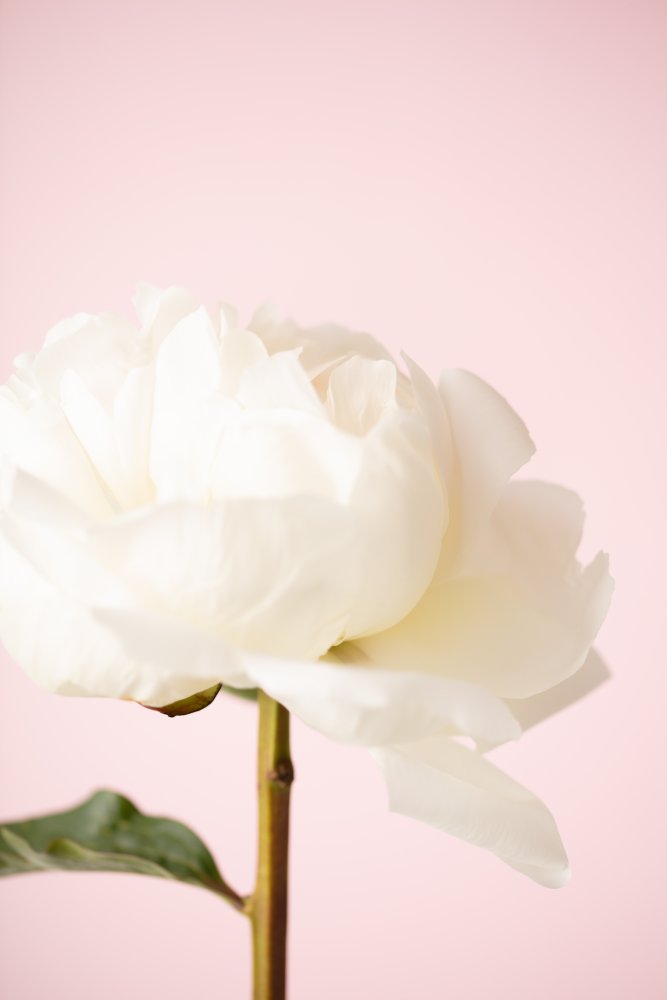 White Peony Soft Pink — artwork by Pictufy Studio III