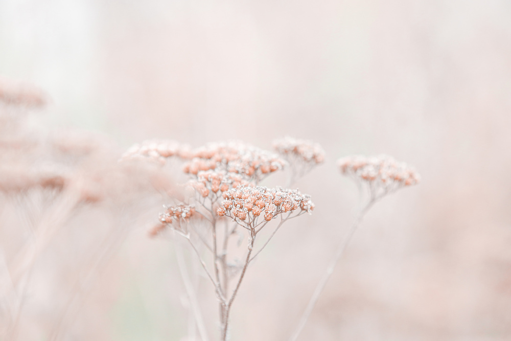 Wildflowers Soft Beige — artwork by Monika Strigel